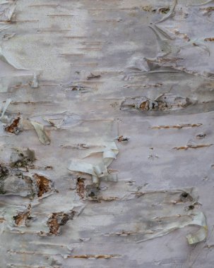 huş kabuğu, eski kabuğu, uzun havlamak, liken ile havlamak