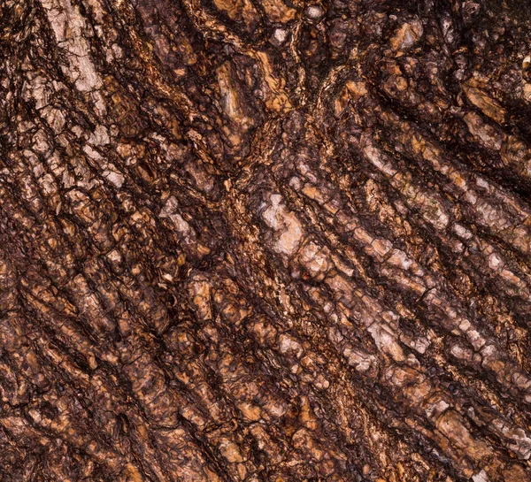 Wrinkled bark of the old tree. Background and rough texture of the folded crust. — Stock fotografie