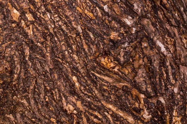 Wrinkled bark of the old tree. Background and rough texture of the folded crust. — Stock fotografie