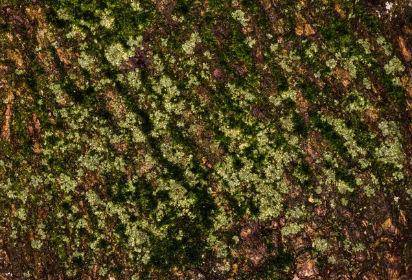 Wrinkled bark of the old tree. Background and texture of coarse folded bark and moss. Contrast bark of moss-covered tree. — Stock Photo, Image