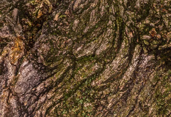 Wrinkled bark of the old tree. Background and texture of coarse folded bark and moss. Contrast bark of moss-covered tree. — Stock fotografie