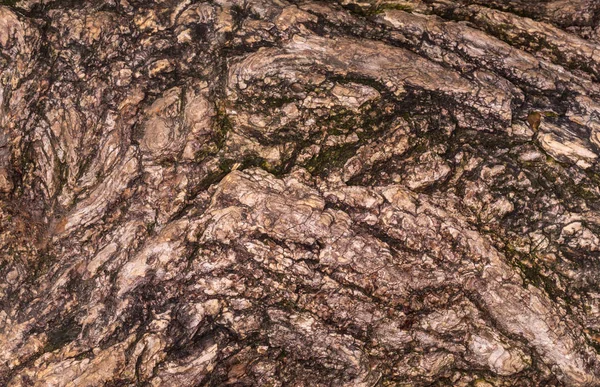 Casca enrugada da árvore velha. Fundo e textura áspera da crosta dobrada. Contrastando a casca molhada da árvore . — Fotografia de Stock