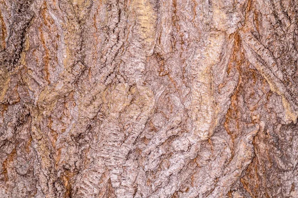 Vrásčitá kůra starého stromu. Pozadí a hrubá struktura složené krusty. V kontrastu s vlhkou kůrou stromu. — Stock fotografie
