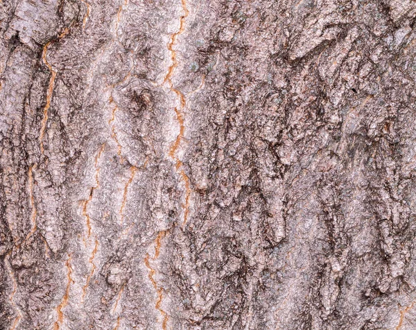 Vrásčitá kůra starého stromu. Pozadí a hrubá struktura složené krusty. V kontrastu s vlhkou kůrou stromu. — Stock fotografie