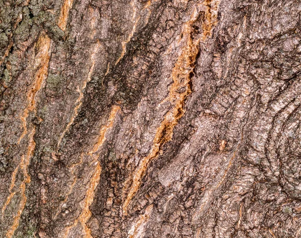 Écorce ridée du vieil arbre. Contexte et texture rugueuse de la croûte pliée. Contraste de l'écorce humide de l'arbre . — Photo