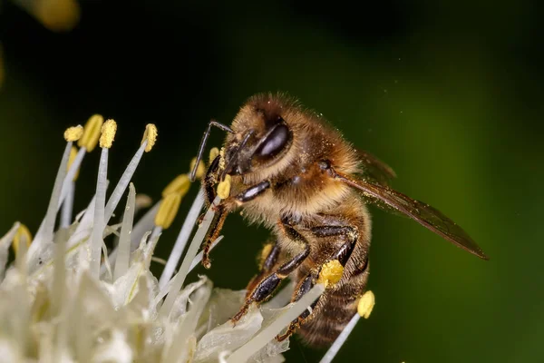 Пчелы, пчела — стоковое фото