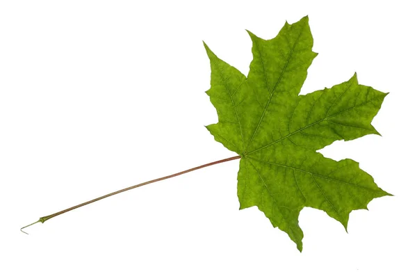 녹색 잎 메이플 절연 — 스톡 사진