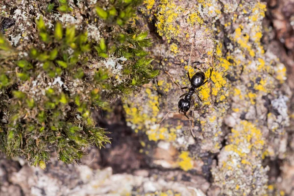 Macro à l'écorce de bouleau ancienne — Photo