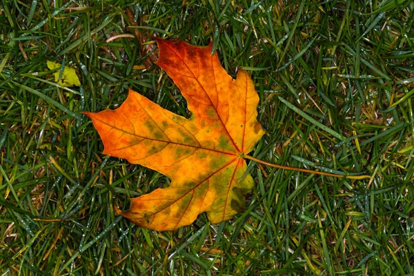 Hojas de arce amarillo de otoño sobre hierba verde — Foto de Stock