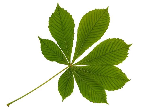 Zielony liść kasztanowca izolowany na białym tle. — Zdjęcie stockowe