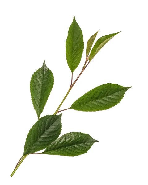 Cerisier feuilles vertes isolées sur fond blanc — Photo