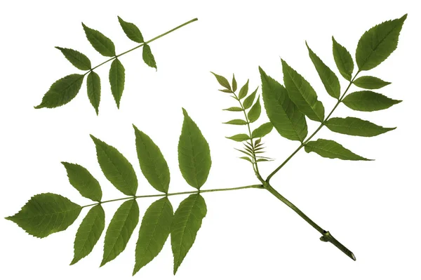 Zelené listy z javoru, ash – leaved Maple, javor jasanolistý, javor koše, střílet apex — Stock fotografie