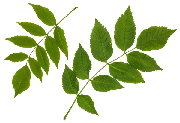 화산재, 일반적인 재, pinnate omplex 잎의 녹색 잎 — 스톡 사진