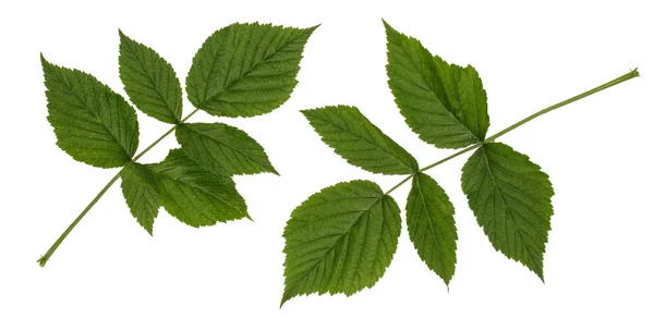 Gröna blad av hallon, trädgård hallon, komplexa parbladiga blad — Stockfoto