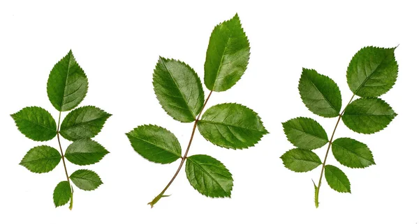 와일드 로즈의 신선한 잎을 국물에 대 한 재료 — 스톡 사진