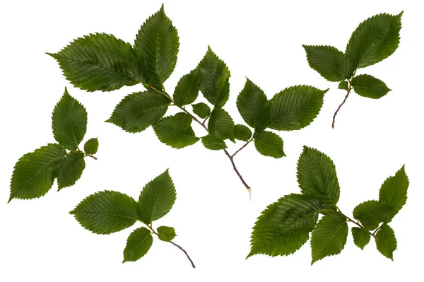 The leaves of the common hazel, hazelnut, green leaves — Stock Photo, Image