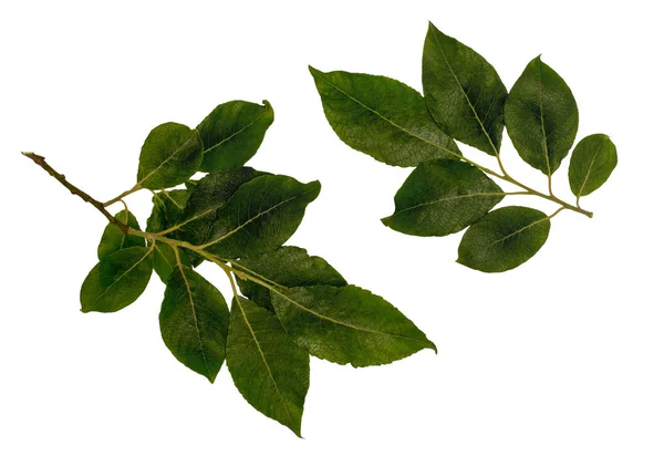 Poplar leaves, poplar larrity, the tops of the shoots with leaves, leaves on a white background — Stock Photo, Image