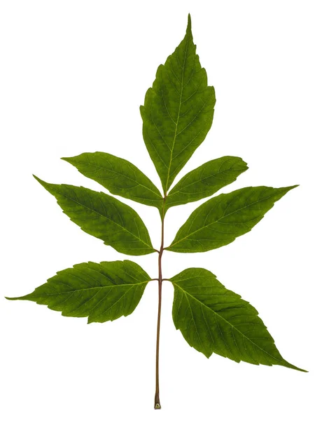 Ash – leaved lönn. Maple Amerikan — Stockfoto