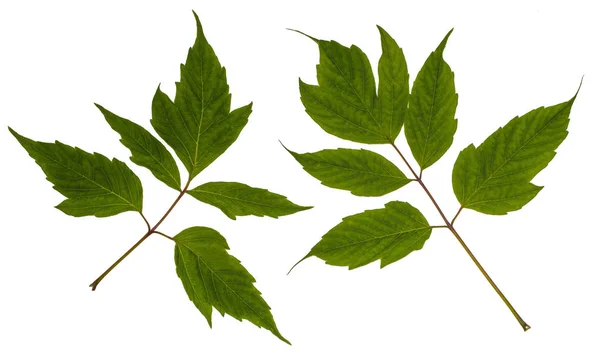 Ash - leaved juhar. Amerikai juhar — Stock Fotó