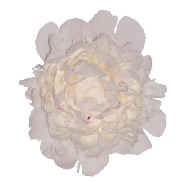 白牡丹、白牡丹、白い背景の上の芽の芽 — ストック写真
