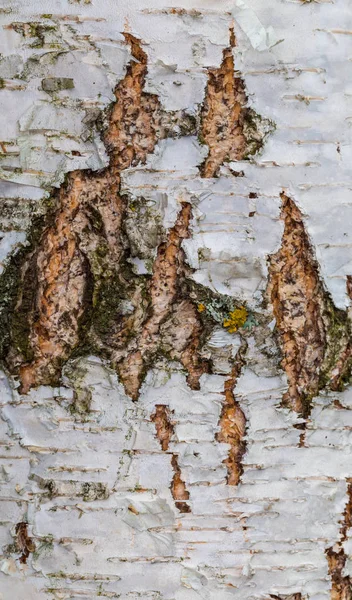 Březová kůra, stará kůra, kůra dlouhá, kůra s lišejníky — Stock fotografie