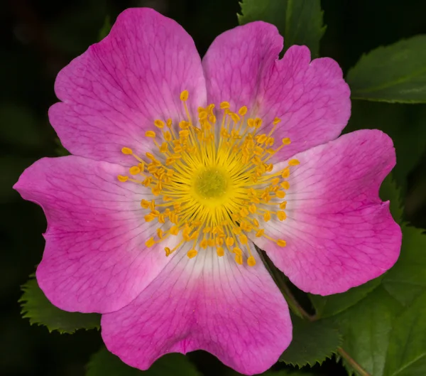 Rosa selvatica fiore durante la fioritura estiva — Foto Stock