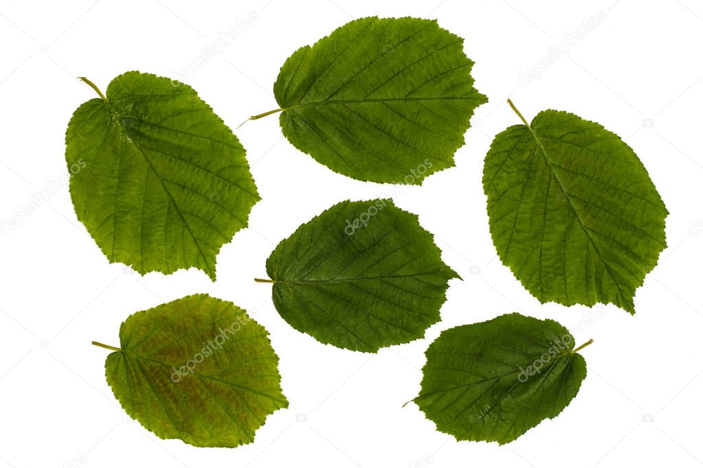 The leaves of the common hazel, hazelnut, green leaves