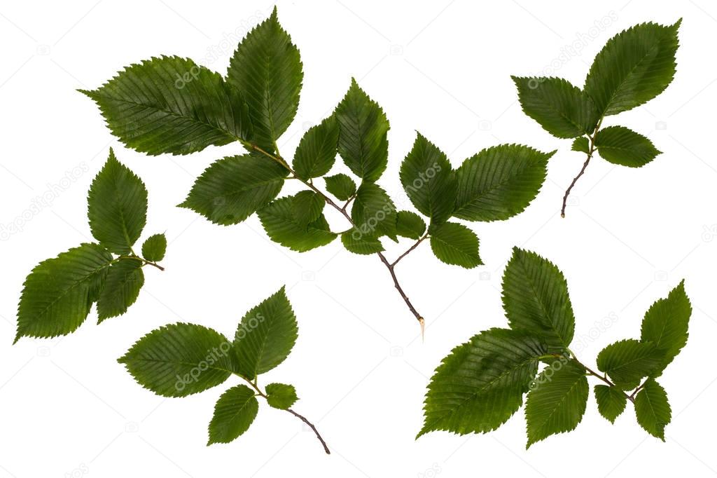 The leaves of the common hazel, hazelnut, green leaves