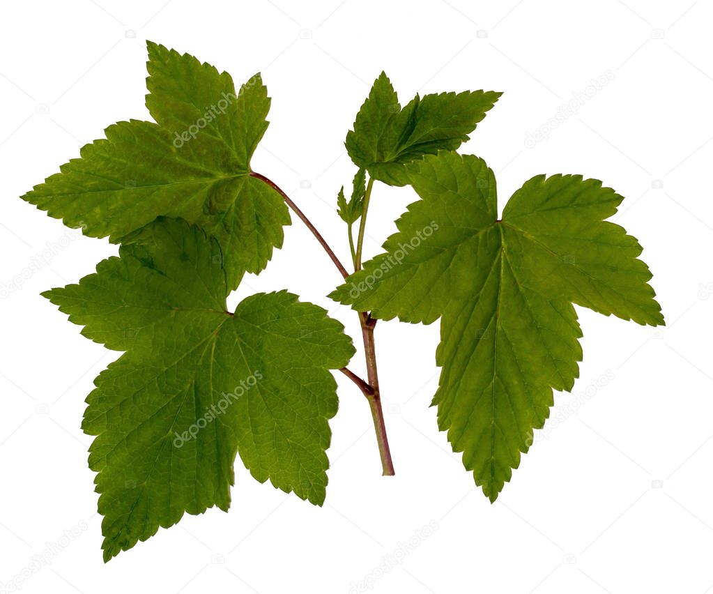 Currant leaves, black currant, young shoot, leaves on a white background