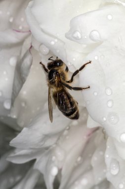 İçinde beyaz Şakayık yağmurdan gonca bal arısı sakladı. Su damlaları ile beyaz yaprakları.