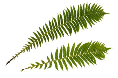 Büyük yaprak fern. Fern, beyaz arka plan üzerinde izole kaçış.