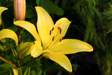 Sarı Bud. Bahçedeki sarı zambaklar. 