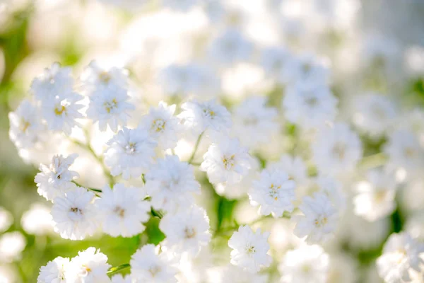 Fundo muito leve de flores respiração do bebê . — Fotografia de Stock