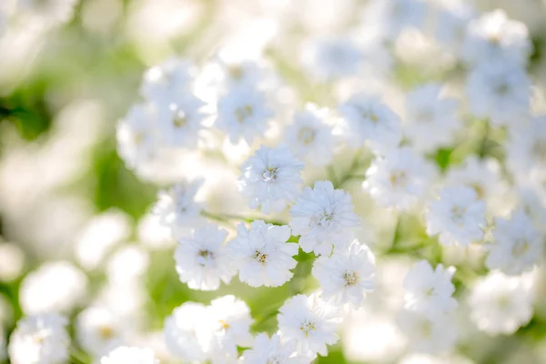 Very light background of flowers baby's breath. — Stock Photo, Image