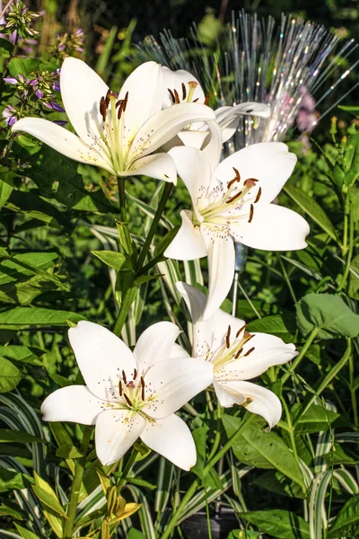 White Bud. White Lilies in the garden. — Stockfoto