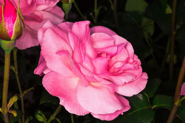 Pink rose. Close-up photo. — Stock Photo, Image