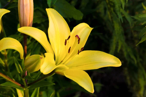 Sarı Bud. Bahçedeki sarı zambaklar. 