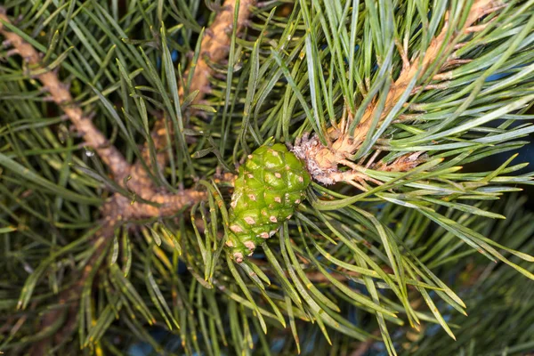 Immature green pine cone. Young needles of pine — Stock Photo, Image