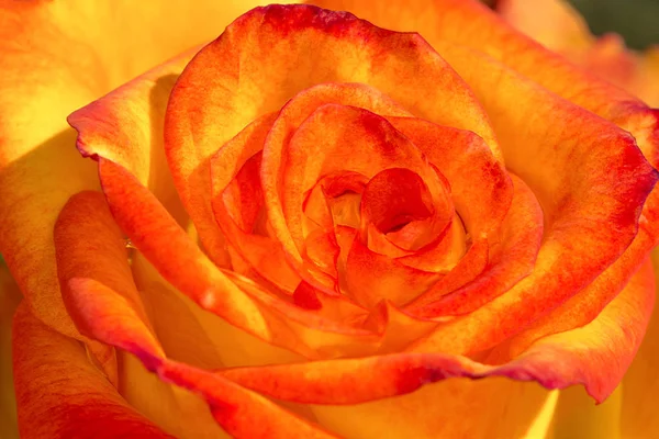 Pomarańczowo-czerwona róża. Zbliżenie Zdjęcia. Zdjęcie Stockowe