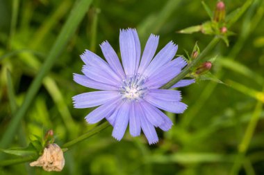 Alan çiçek Peygamber Çiçeği. Çayır hindiba