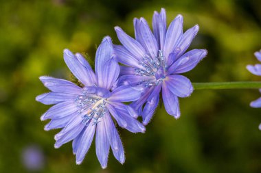 Alan çiçek peygamber çiçeği