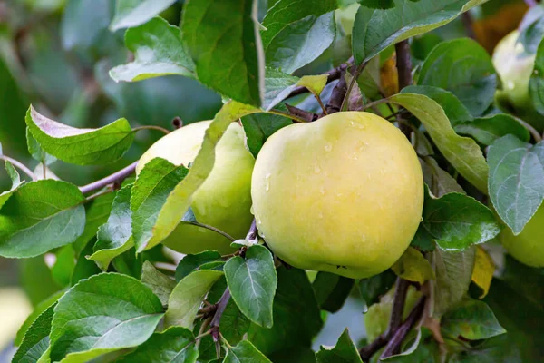 Érett zöld sárga alma az ágon növekvő — Stock Fotó