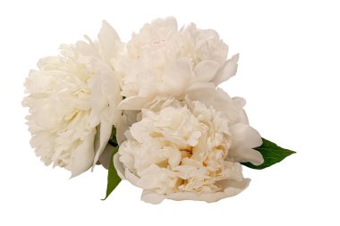 Geçmişi olmayan beyaz şakayıklar