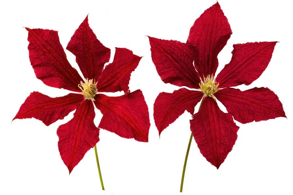 Flor roja. Clematis, floración, rojo —  Fotos de Stock