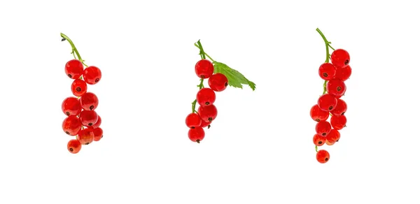 Zweige roter Johannisbeeren ohne Hintergrund geschnitten. Trauben roter Beeren — Stockfoto