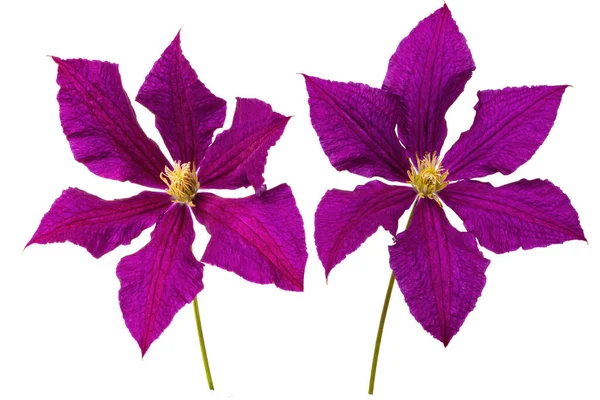 Flor púrpura. Clematis, floración, púrpura. —  Fotos de Stock