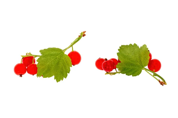 Zweige roter Johannisbeeren ohne Hintergrund geschnitten. Trauben roter Beeren — Stockfoto