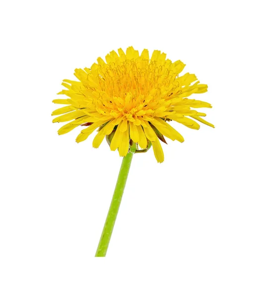 Yellow dandelion without background — Stock Photo, Image