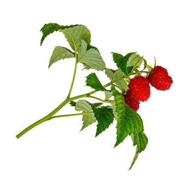 Beyaz arkaplanda ahududu dalı