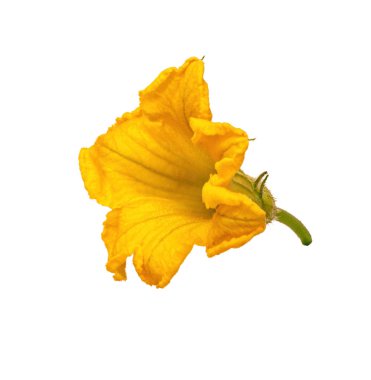 Balkabağı çiçeği, kabak çiçeği